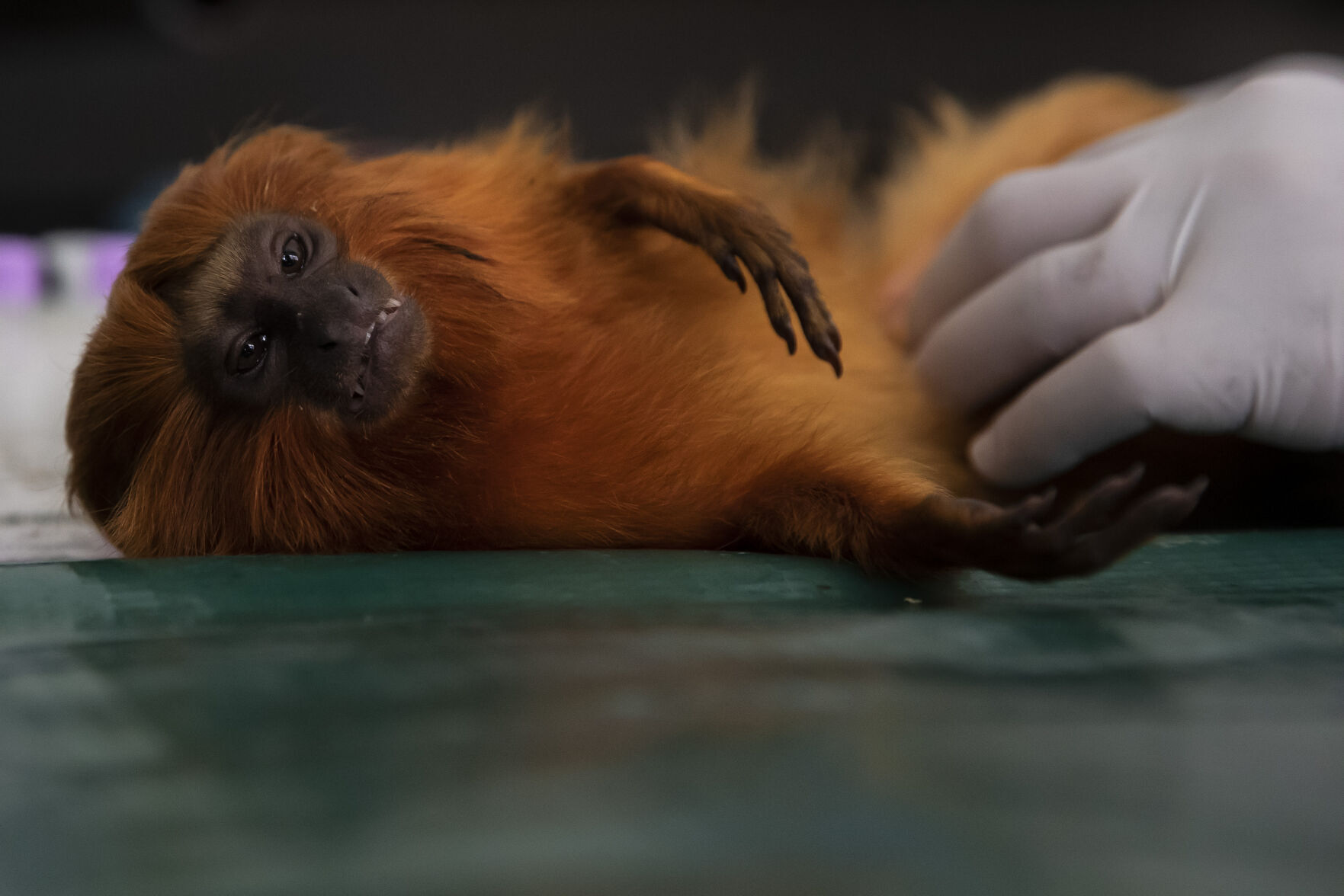 Brazil Golden Monkey Vaccination